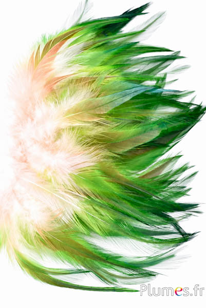 Haan Ombré - gebleekt - 10-15 cm - crème-bruin-groen